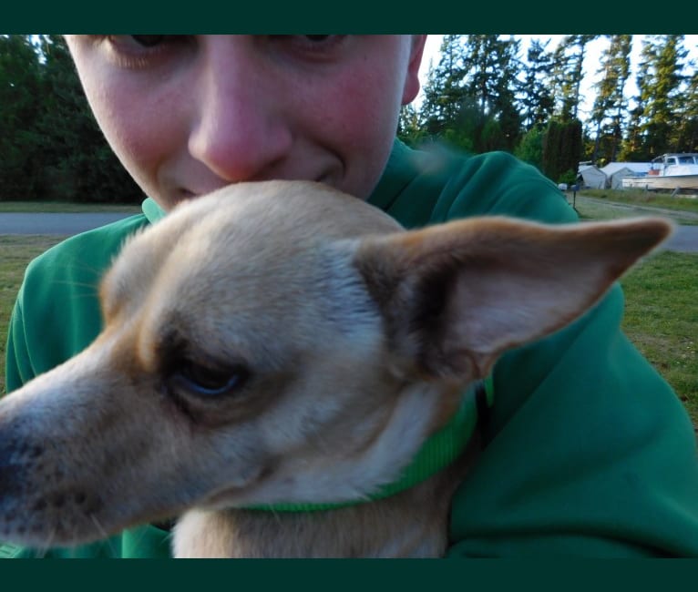 Photo of Taco, a Chihuahua and Dachshund mix in Lakewood, Washington, USA