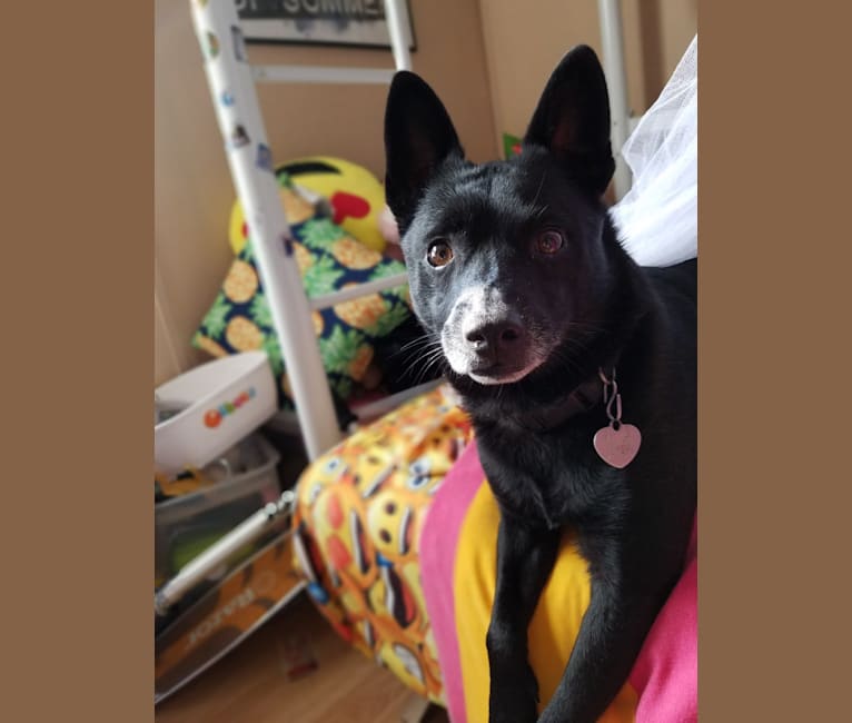 Embark Dog DNA Test Breed