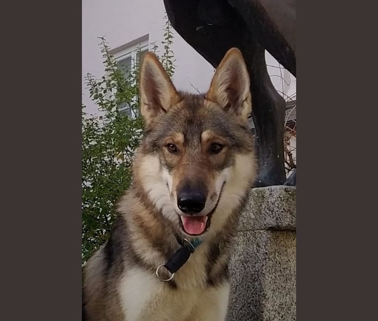 "Yakari"  Lone Tamaskan Arkham Bruce Wayne, a Siberian Husky and Alaskan Malamute mix tested with EmbarkVet.com