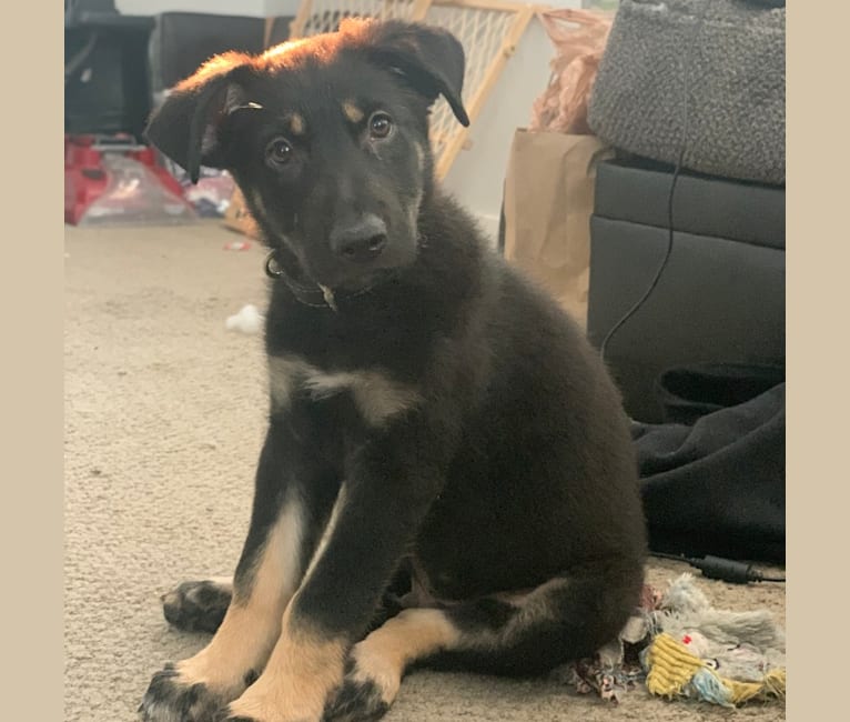 Ludo, a German Shepherd Dog and Great Pyrenees mix tested with EmbarkVet.com