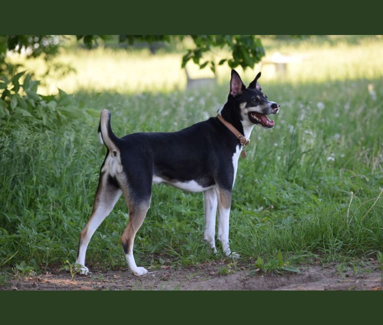 Photo of Loki, an American Pit Bull Terrier, Alaskan Malamute, Australian Shepherd, Border Collie, and Mixed mix in Arkansas, USA