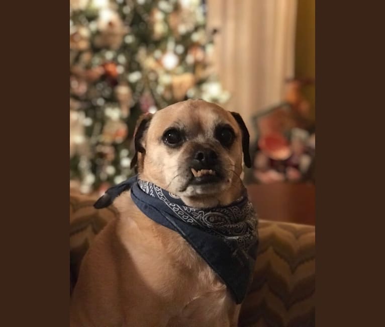 Zeus, a Pug and Rat Terrier mix tested with EmbarkVet.com