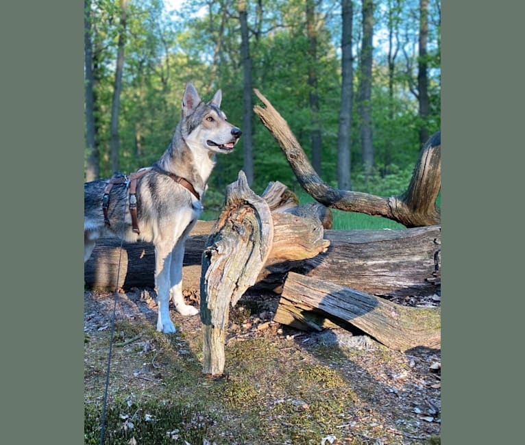 Kasper (Mountain Dew Phillip), a Saarloos Wolfdog tested with EmbarkVet.com