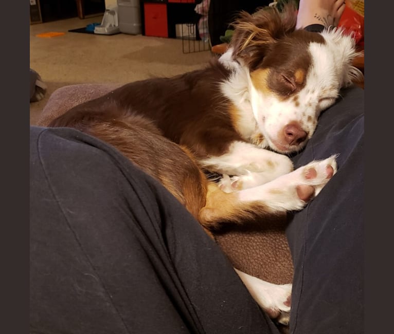 Embark Dog Dna Test Breed