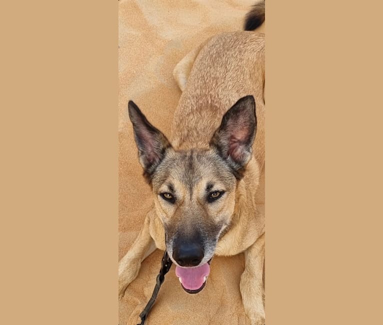 Saül, an Arabian Village Dog tested with EmbarkVet.com
