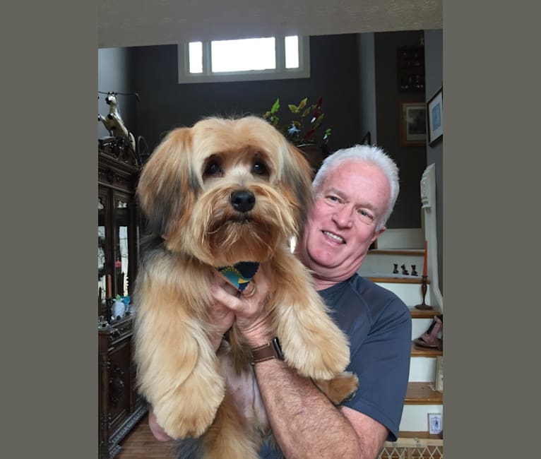 Maxx, a Yorkshire Terrier and Bichon Frise mix tested with EmbarkVet.com