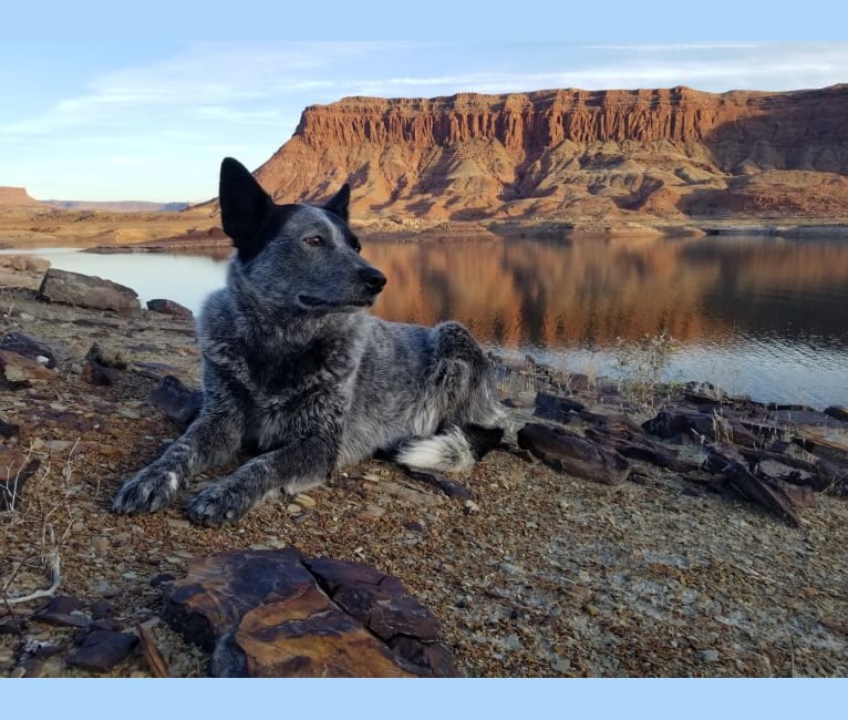 Trace, an Australian Cattle Dog and Koolie mix tested with EmbarkVet.com