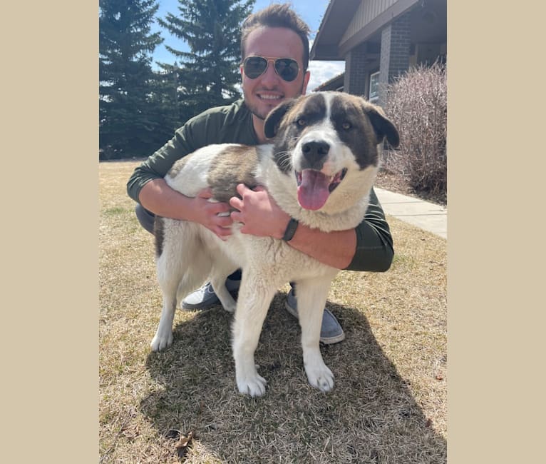 Photo of Benny, a Siberian Husky, German Shepherd Dog, American Pit Bull Terrier, Chow Chow, Border Collie, and Mixed mix in Cochrane, Alberta, Canada