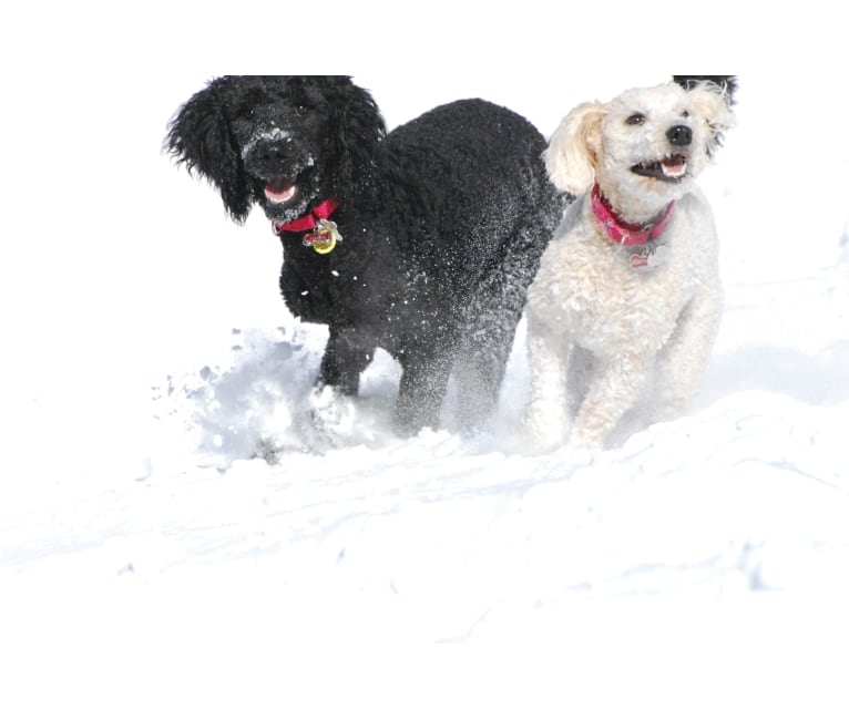 Fig, a Soft Coated Wheaten Terrier and Miniature Schnauzer mix tested with EmbarkVet.com