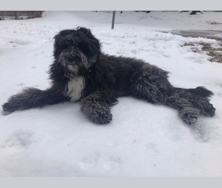 Julep, a Golden Retriever and Old English Sheepdog mix tested with EmbarkVet.com