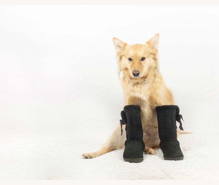 Milo, an Australian Cattle Dog and Golden Retriever mix tested with EmbarkVet.com