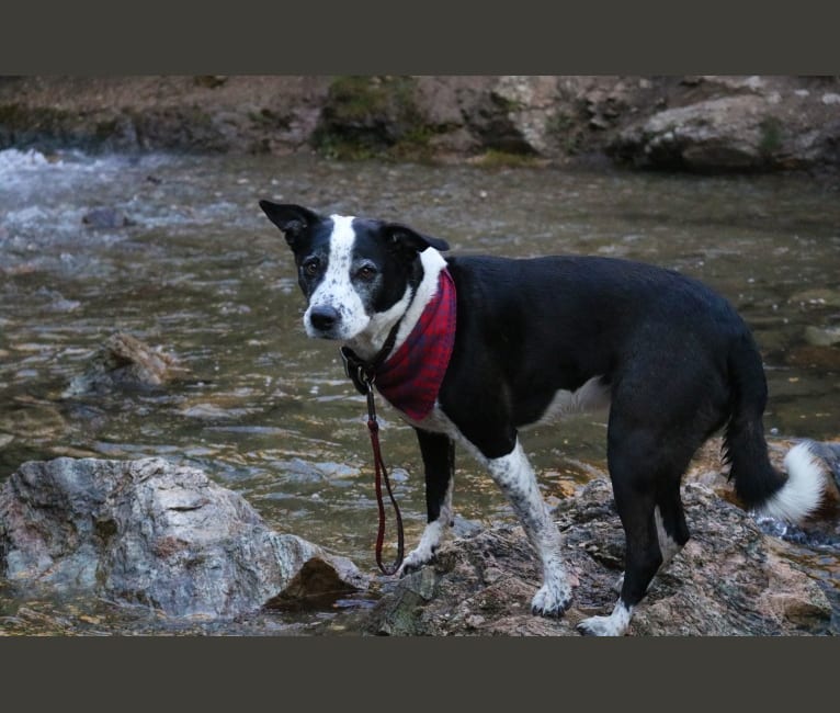 Photo of Scooter, a Border Collie and Staffordshire Terrier mix