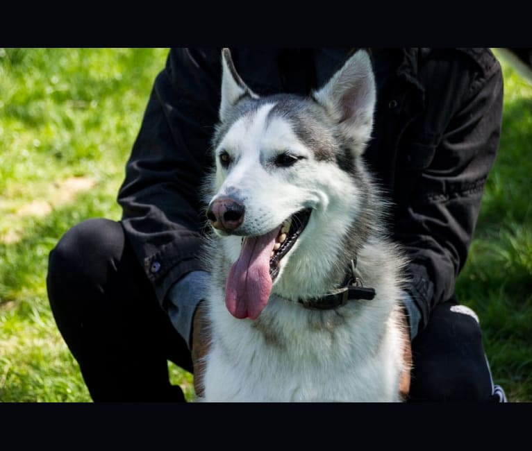 Chamo, a Siberian Husky and Alaskan Malamute mix tested with EmbarkVet.com