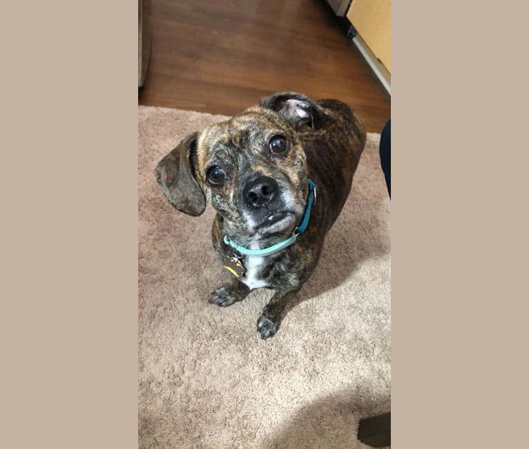 Embark Dog DNA Test Breed