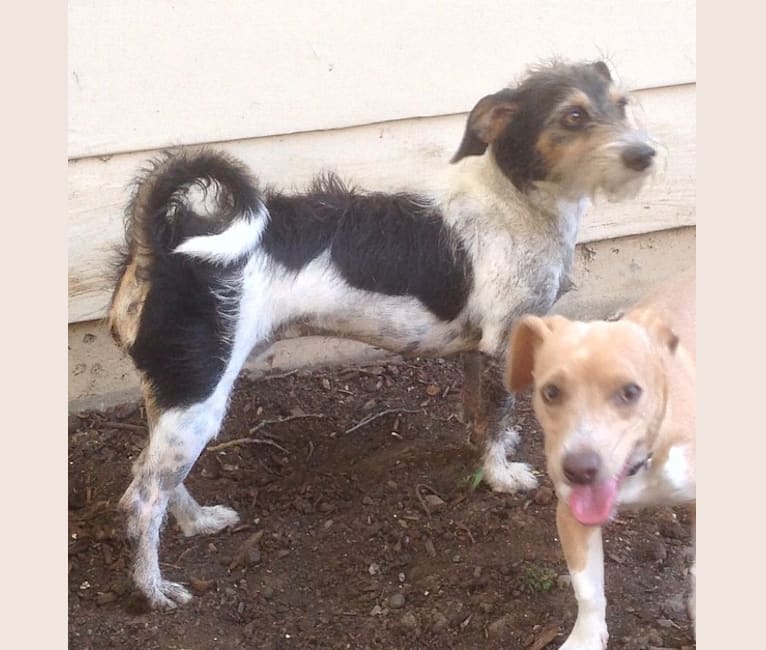 Weston, a Dachshund and Rat Terrier mix tested with EmbarkVet.com