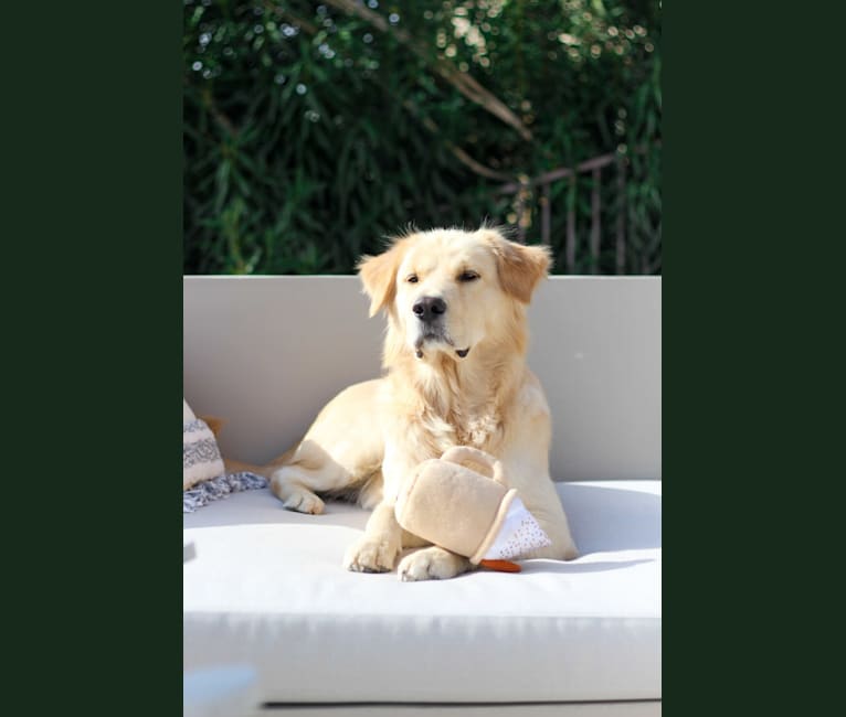 Obi-Wan, a Golden Retriever and Jindo mix tested with EmbarkVet.com