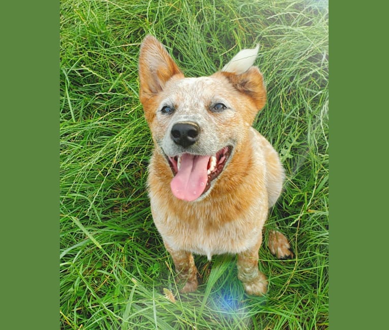 Finn, an Australian Cattle Dog tested with EmbarkVet.com