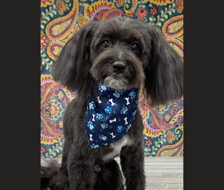MacGyver, a Havapoo (18.2% unresolved) tested with EmbarkVet.com