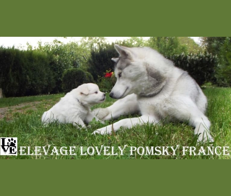 LOVELY, a Siberian Husky tested with EmbarkVet.com