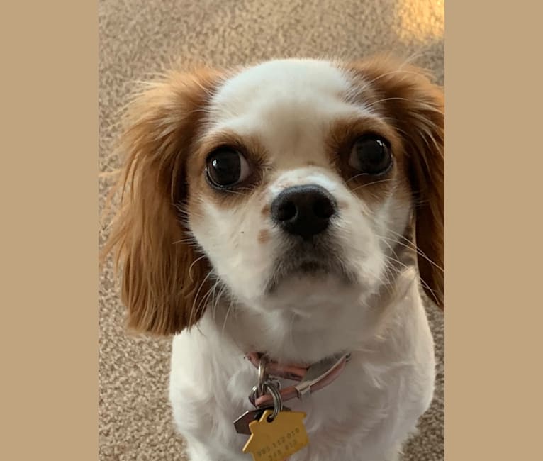 Photo of Annie, a Cavalier King Charles Spaniel  in Wisconsin, USA