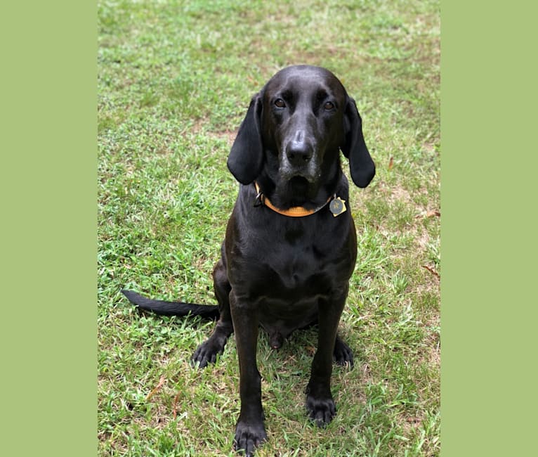 Tucker, a Labrador Retriever and Redbone Coonhound mix tested with EmbarkVet.com