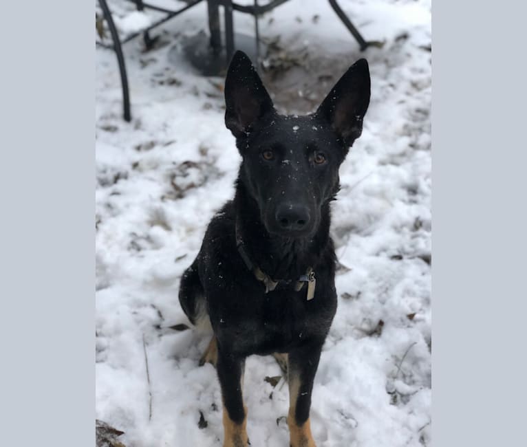 Kojak, a German Shepherd Dog tested with EmbarkVet.com