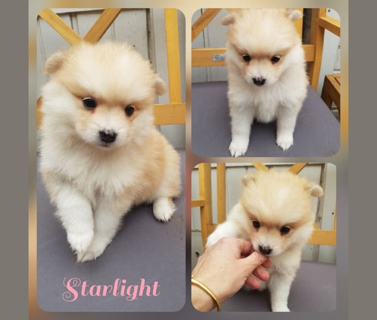 Pomsky Bandits'  Starlight Shaila, a Pomeranian and American Eskimo Dog mix tested with EmbarkVet.com