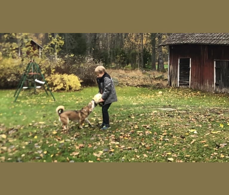 Bella, an Eastern European Village Dog tested with EmbarkVet.com