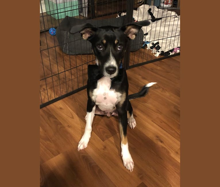 Carson, a Rat Terrier and Mountain Cur mix tested with EmbarkVet.com