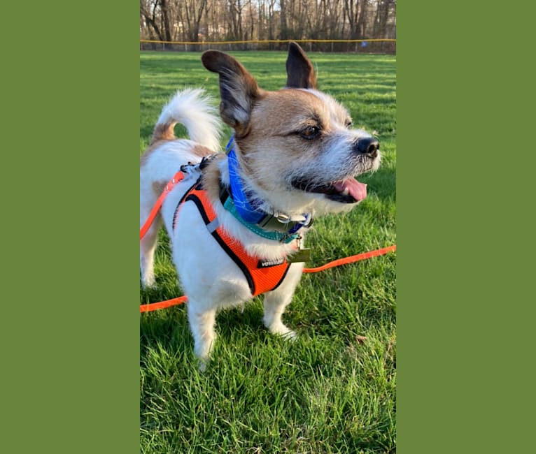 Oliver, a Chihuahua and Cocker Spaniel mix tested with EmbarkVet.com