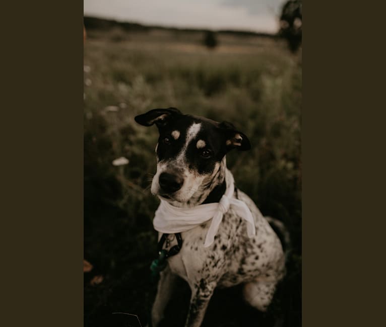 Photo of Piper, an American Pit Bull Terrier, Australian Cattle Dog, and Mixed mix in Radford, Virginia, USA