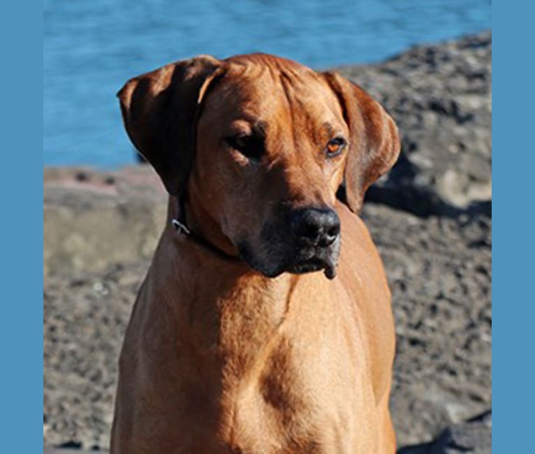 Zohan, a Rhodesian Ridgeback tested with EmbarkVet.com