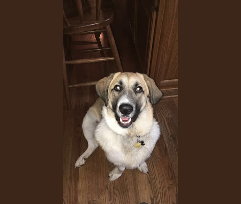 Great pyrenees shop basset hound mix