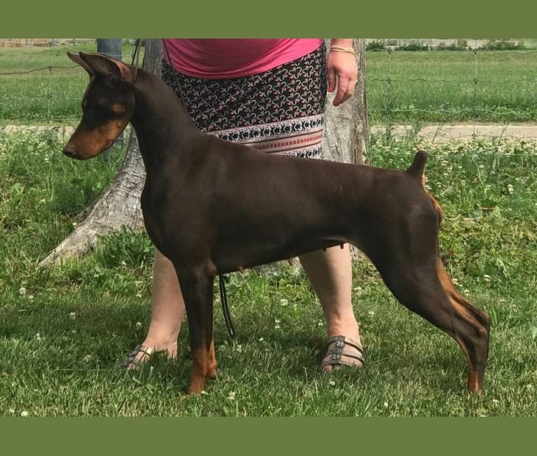 Rosie, a Doberman Pinscher tested with EmbarkVet.com