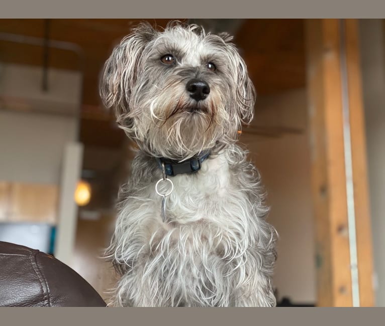 Fallon, a Miniature Schnauzer and Russell-type Terrier mix tested with EmbarkVet.com