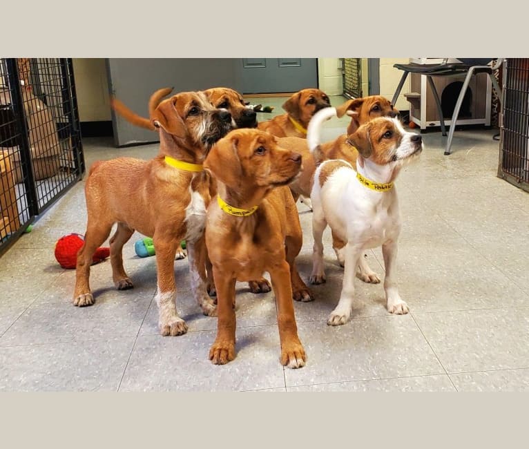 Photo of Huck, a Boxer, American Pit Bull Terrier, Shih Tzu, and Chow Chow mix in Texas, USA