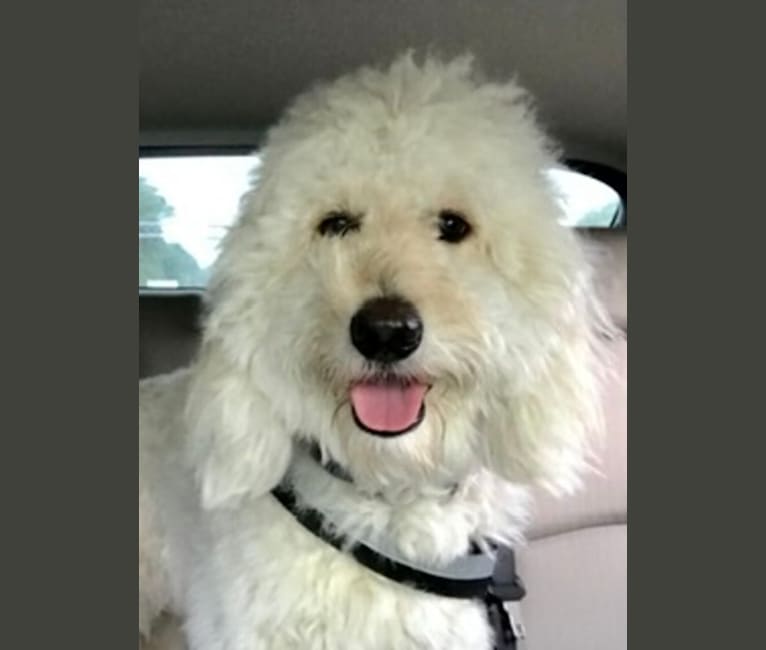 Chloe Grace, a Goldendoodle tested with EmbarkVet.com