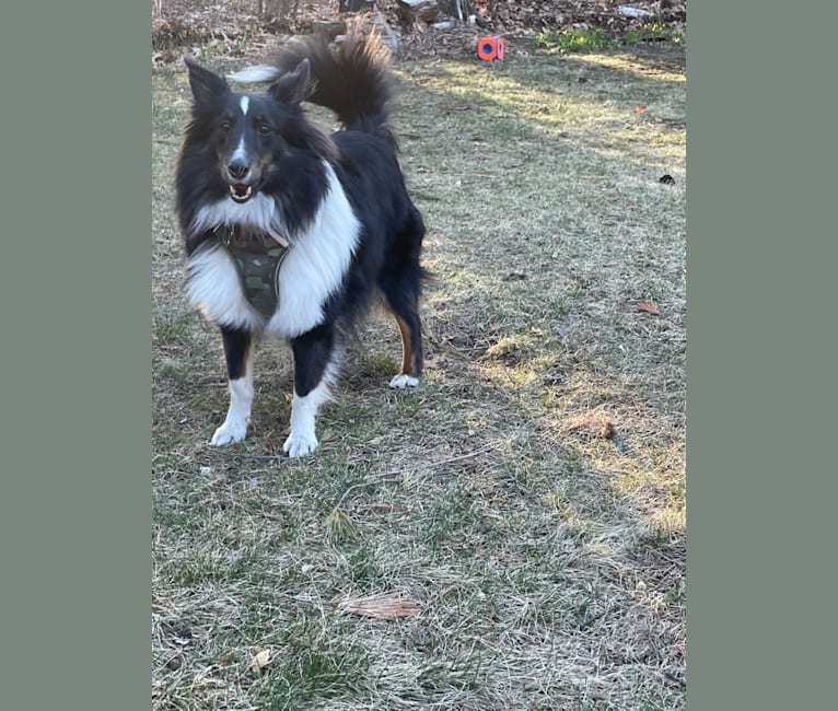Whiskey Cash Adams, a Shetland Sheepdog tested with EmbarkVet.com