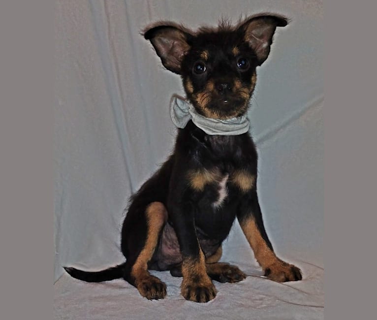 Saejin, a Chihuahua and Rat Terrier mix tested with EmbarkVet.com