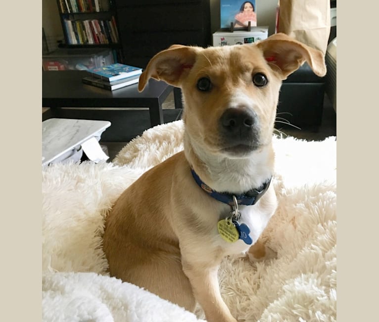 Emilio, a Dachshund and Rat Terrier mix tested with EmbarkVet.com