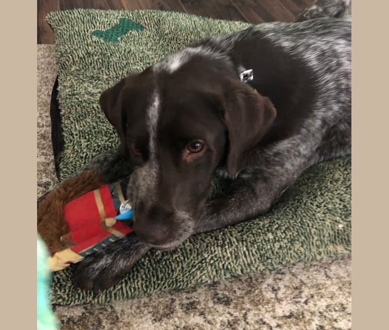 Sadie, a Labrador Retriever and German Shorthaired Pointer mix tested with EmbarkVet.com