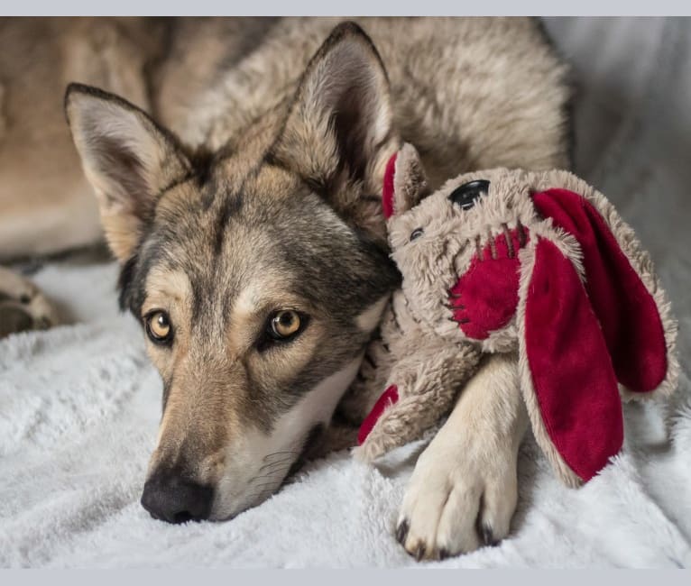 Photo of San, a Saarloos Wolfdog  in Sainte-Colombe-sur-l'Hers, Occitanie, France