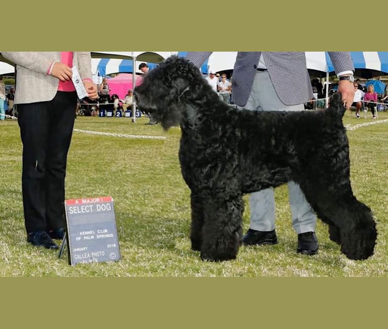 Michael, a Black Russian Terrier tested with EmbarkVet.com