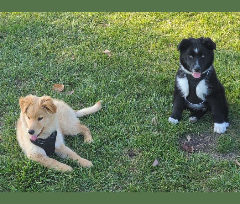 Photo of Levi, an Australian Shepherd, German Shepherd Dog, Siberian Husky, and American Pit Bull Terrier mix