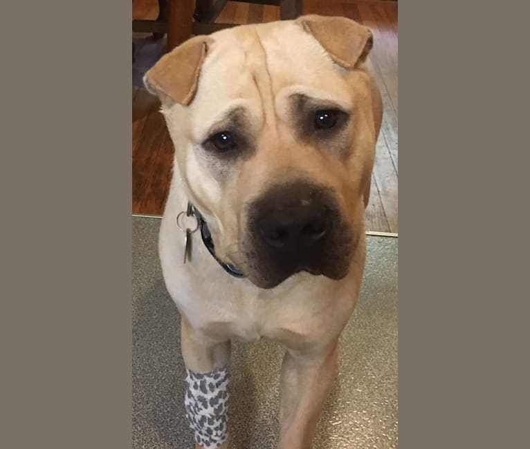 Shar pei and pitbull mix puppies store