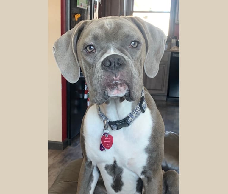 Embark Dog DNA Test Breed
