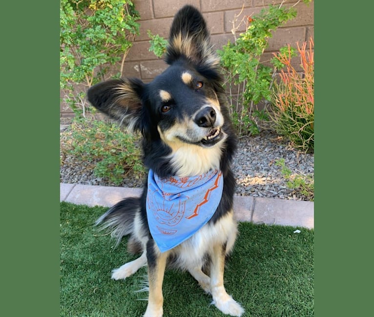 Luna, an Australian Cattle Dog and Chow Chow mix tested with EmbarkVet.com