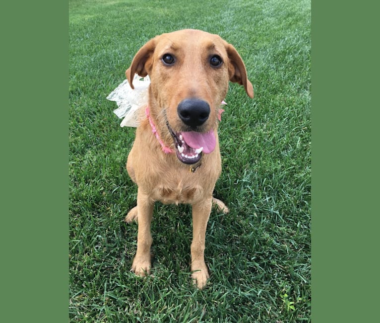 Beans, an Airedale Terrier and Bloodhound mix tested with EmbarkVet.com