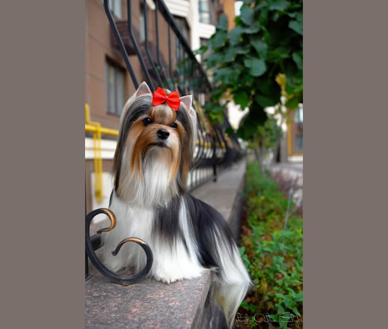 CAPO, a Biewer Terrier tested with EmbarkVet.com