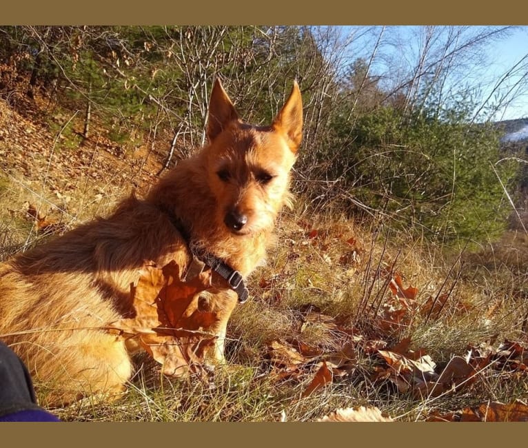 Rosko, a Chihuahua and Australian Cattle Dog mix tested with EmbarkVet.com